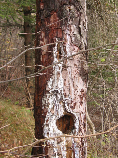 buchi su albero